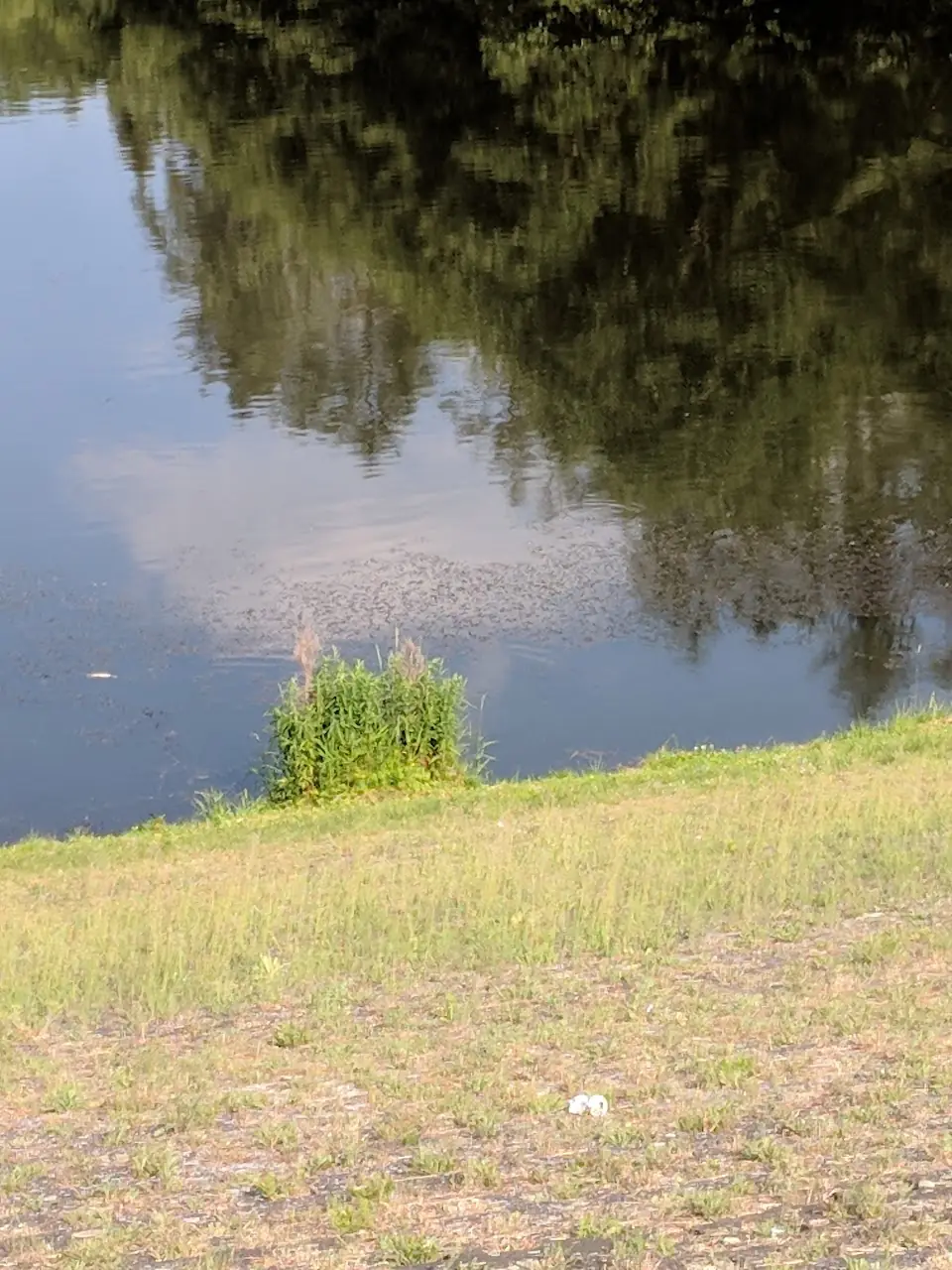 Reflections — 43
